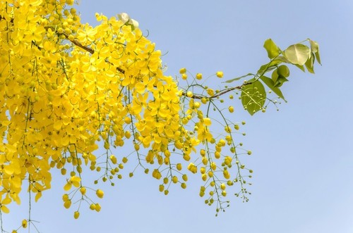 Cassia Fistula Flower