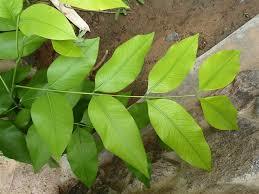 Cassia Fistula Leaves