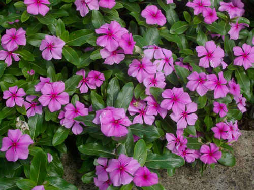 Catharanthus Roseus