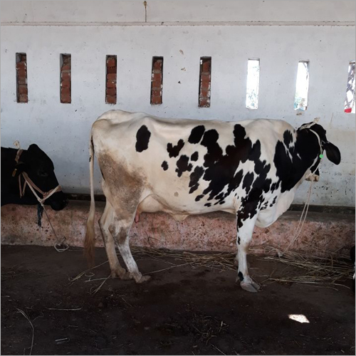 White & Black Hf Cow