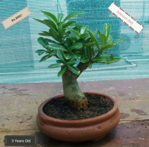 Bonsai Plant -  Adenium Red