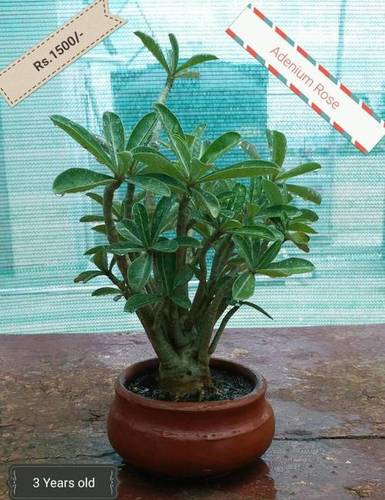 Bonsai Plant - Adenium Rose (Ceramic Pot By PIONEER AGRO INDUSTRY