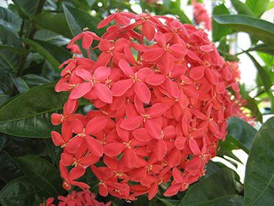 Ixora Flower
