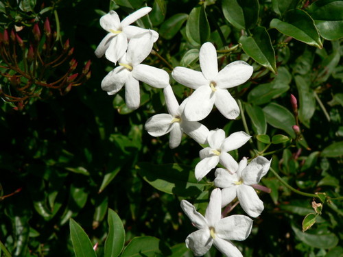 Wild Jasmine Flower