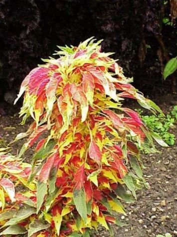 Amaranthus Tricolor