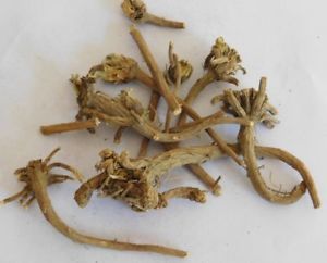 Akarkara Root