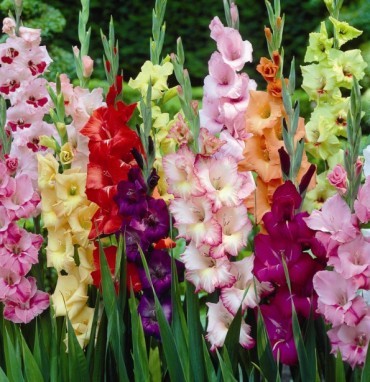 Gladiolus