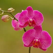 Orchids