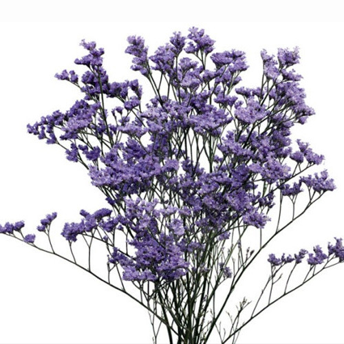 Limonium