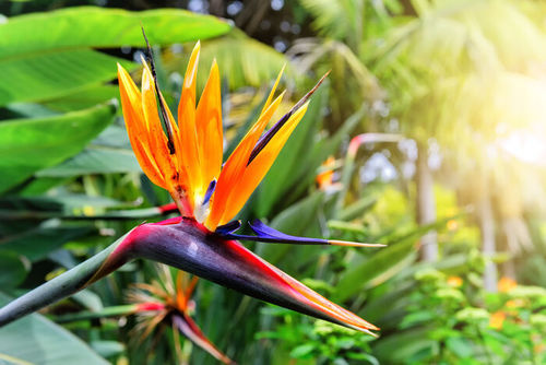 Birds of Paradise Flower