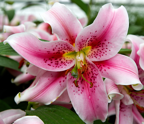 Oriental Lilies