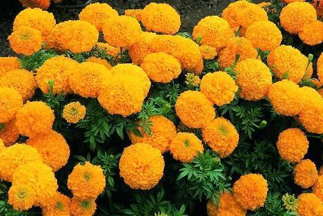 Marigold Flowers