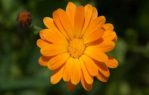 Calendula Flower