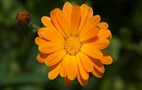 Calendula Flower