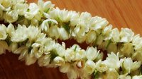 Jasmine Garland