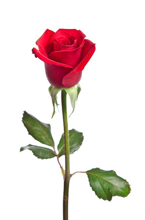 Button Rose