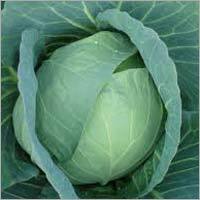 Fresh Green Cabbage