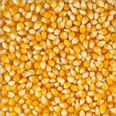 Maize Seeds