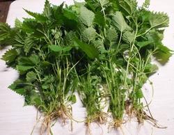 Nettle Extract