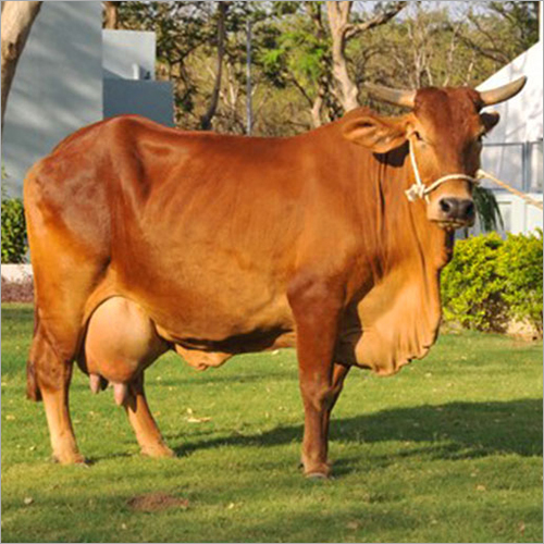 Gir Cow Suppliers, Gir Cow Dealers & Wholesalers