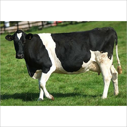 White & Black Hf Crossbred Cow