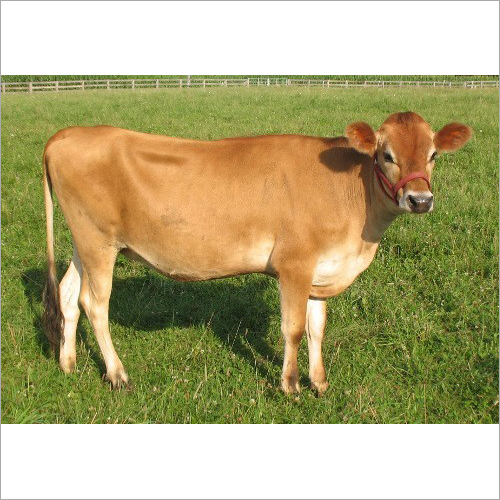 Brown Jersey Cow
