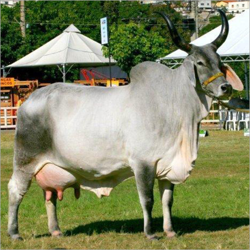 Mehsani Cow - Pure Female Dairy Breed, 2-6 Years, Silver Grey to Steel Black Coat, Resistant to Tick Fever & Heat Stress, Healthy & Long-Lived