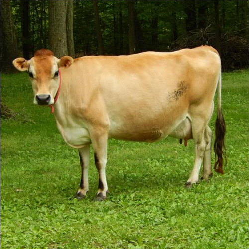 Brown New Jersey Cow