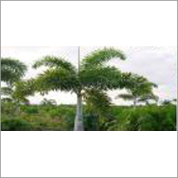 Palm Plant By RAM NURSERY