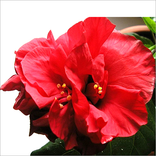 Hibiscus Blooms Pot Leaves Herbs