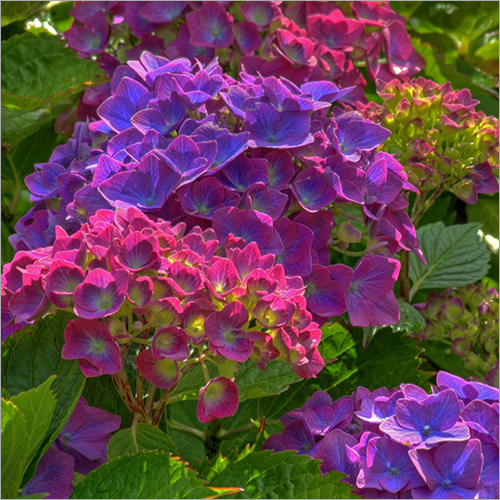 Flowers Herbs Leaves