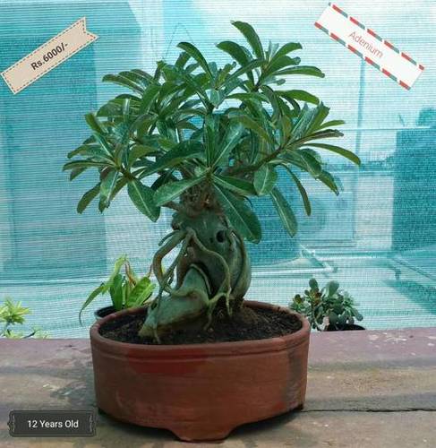 Bonsai Plant - Adenium