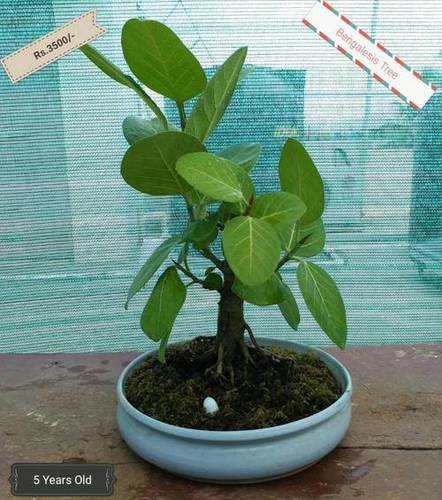Bonsai Plant - Bengalesis Tree