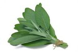 Sage Leaf Extract