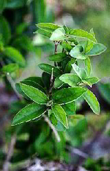 Gymnema Sylvestre Extracts By Herbo Nutra Extract Private Limited