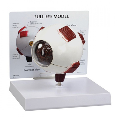 Eye Model