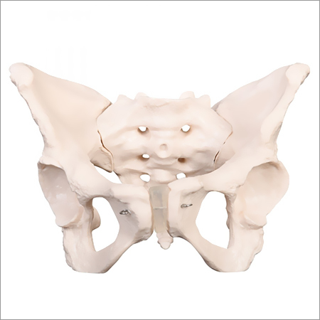 Female Pelvis Bone Model