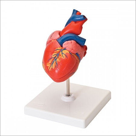 Heart Anatomy Model