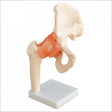 Hip Anatomy Model