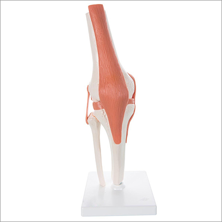 Knee Model