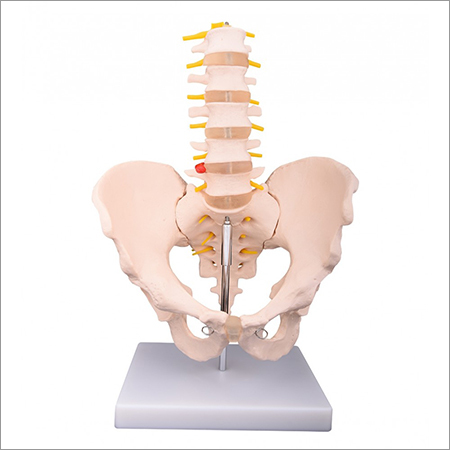 Lumbar Spine Model