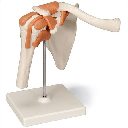 Shoulder Model