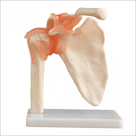 Shoulder Joint Anatomy Model at Best Price in Mumbai | Galuxya ...