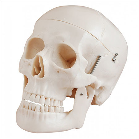 Skull Model
