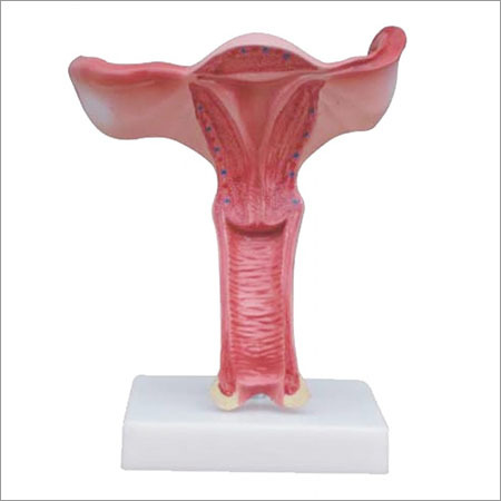 Uterus Model