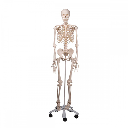 A10 Stan Human Skeleton Model Anatomy