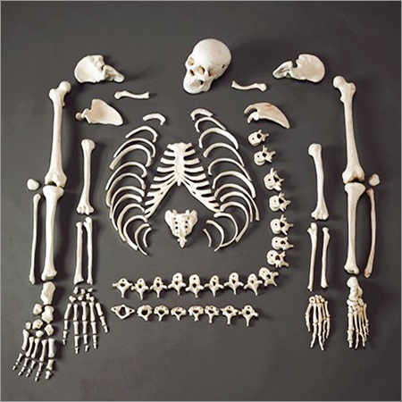 Disarticulated Skeleton