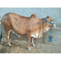 Pure Sahiwal Breed Cow