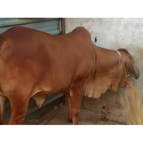 Pure Sahiwal Cows