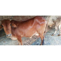 Sahiwal Breed Cow
